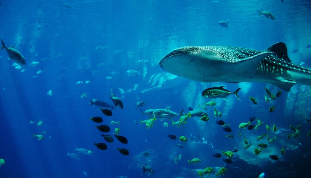 Plongée avec les Requins aux Galápagos : Expériences et Conseils